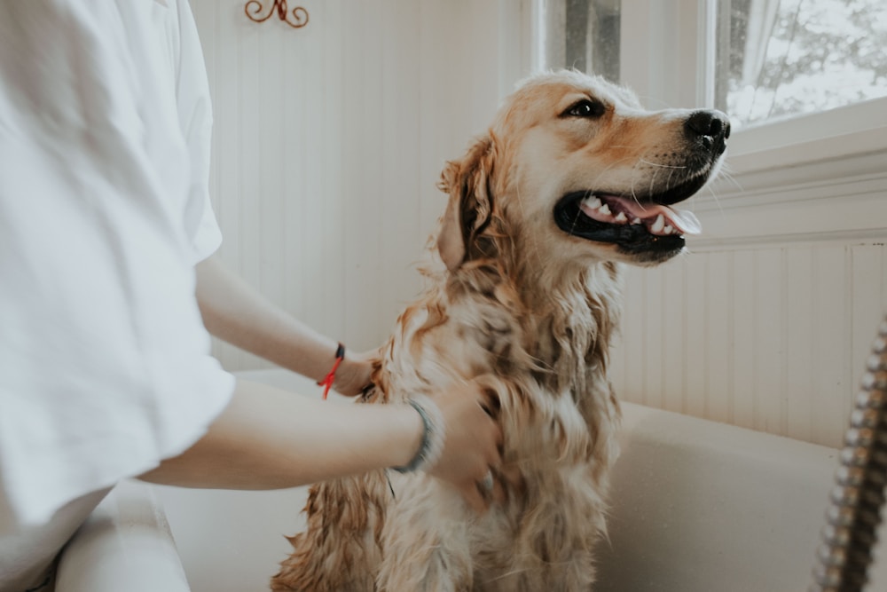 About Whisker Vale Pet Mercantile