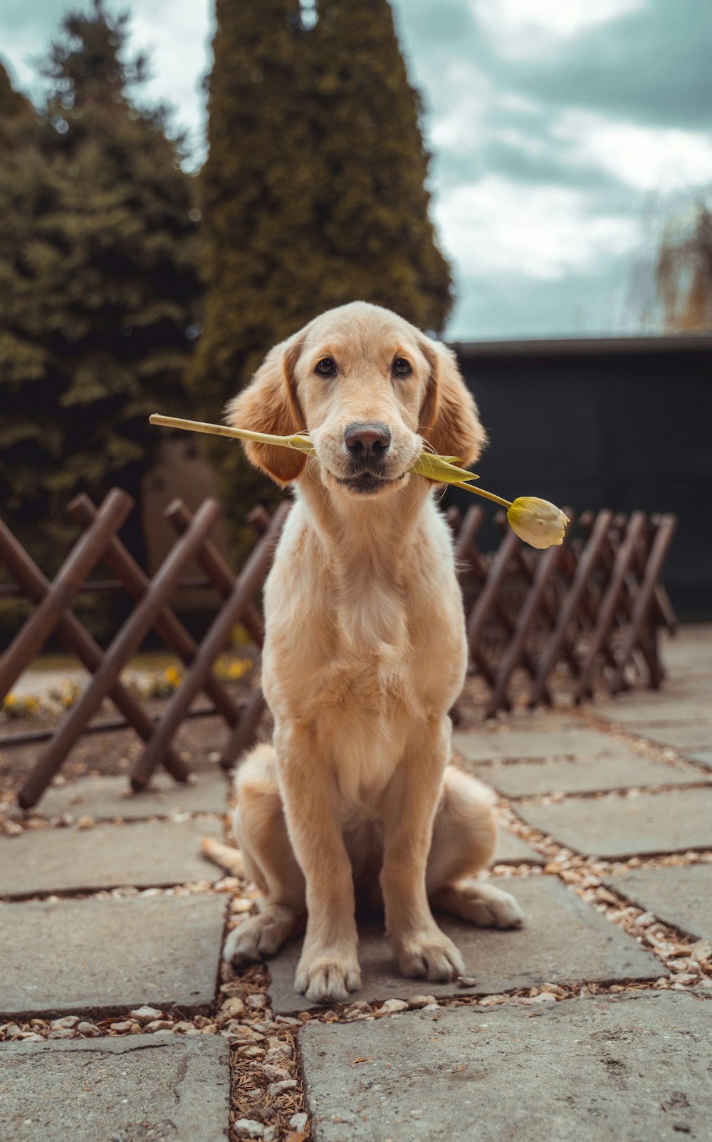 Bella (Golden Retriever)