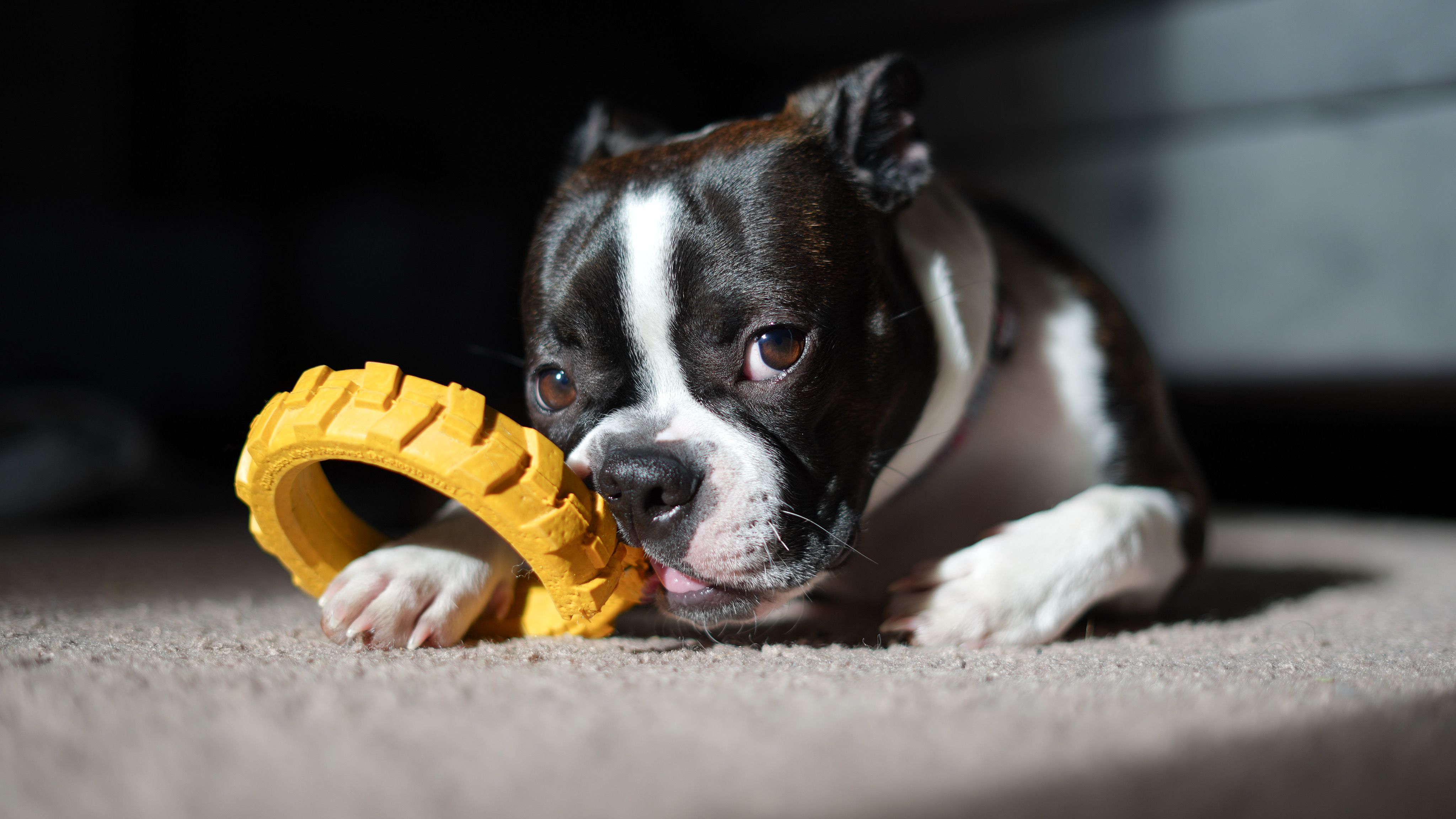 Chew Toys for Small Dogs